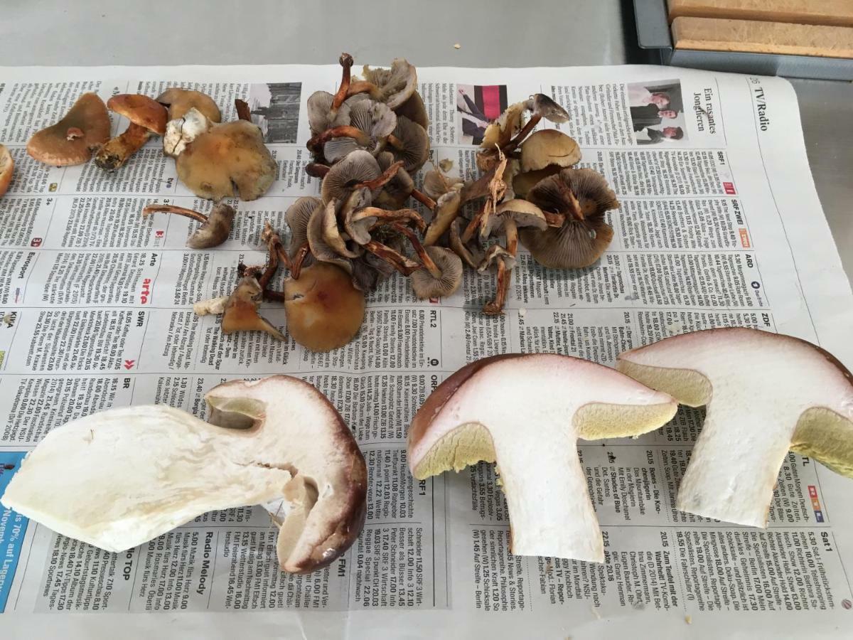 Urnäsch Bnb Chezlise المظهر الخارجي الصورة